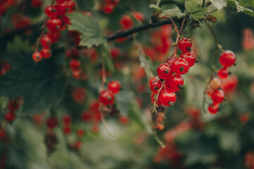 red currant bush