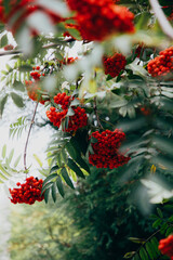 Branches of mountain ash with juicy green leaves and red berries close-up