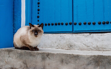 Closeup shot of a white cat with black ears sitting outdoors in Bizerte in Tunisia