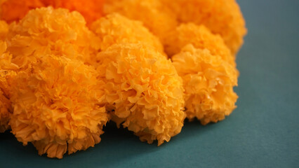 Yellow flowers of Marigold  isolated on green background.