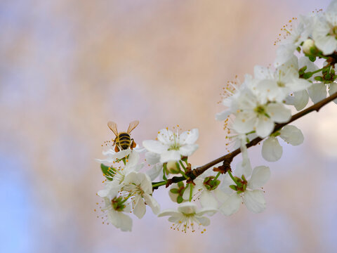 Plum blossom with bee B