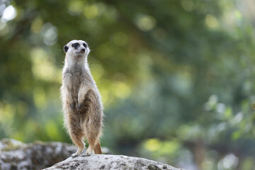 Meerkat standing on a rock against a bokeh background - Powered by Adobe