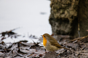 Rothkehlchen im Winter auf Futtersuche am Altmühlsee