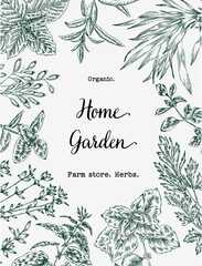 A set of spices, herbs and spices. Hand drawing. Vector for menu, restaurant, food and kitchen design. © Анастасия Жильцова