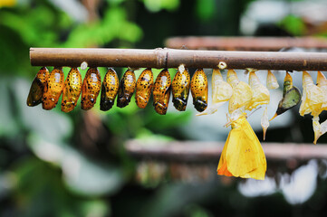 Closeup shot of a row of butterfly cocoons in the forest