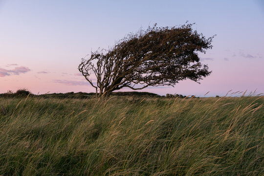 Mesmerizing view of the single tree in the green field waving in the wind during sunrise