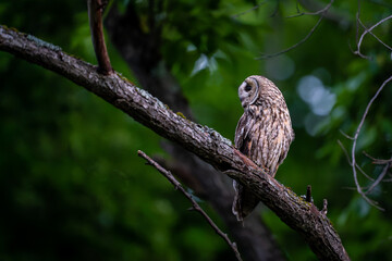 北海道の6月、繁殖期のトラフズク。

