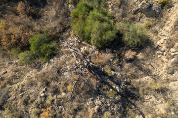 aerial photo of some trees