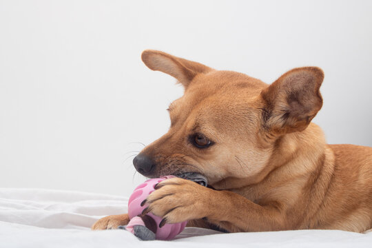 Close-up Of Mixed-breed Female Dog Lying On A White Bed And Chewing A Pink Toy While Holding It With The Paw. White Background With Empty Space For Text