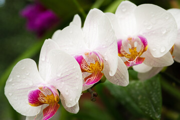Closeup of white orchid flower, Peradeniya botanical gardens, Sri Lanka