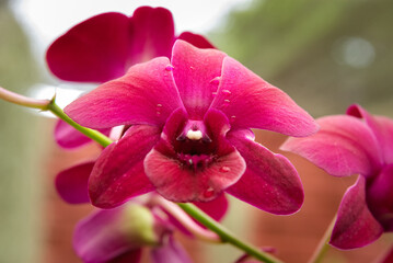 Fototapeta na wymiar Closeup of pink orchid flower, Peradeniya botanical gardens, Sri Lanka