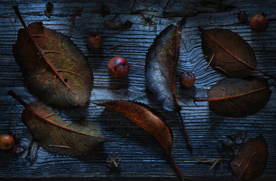 appleleaves in Winter