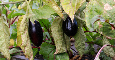 Brown spots on eggplant leaves of garden plant infected with spider mites. fungal leaf spotting.