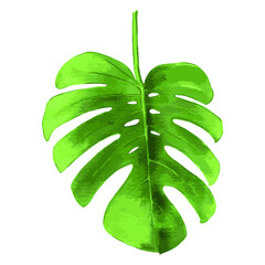Leaf monstera vector illustration on white background.