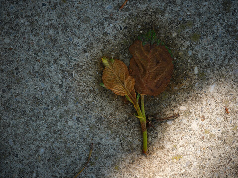 withered apple leaves