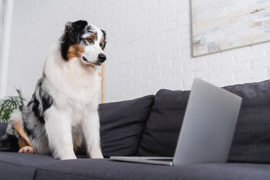 australian shepherd dog looking at laptop on couch in living room.