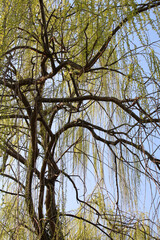 Trama di rami e foglie di Salice piangente Salix babylonica