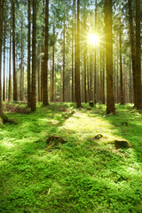 Sunlight in the germany forest. Spring nature background.