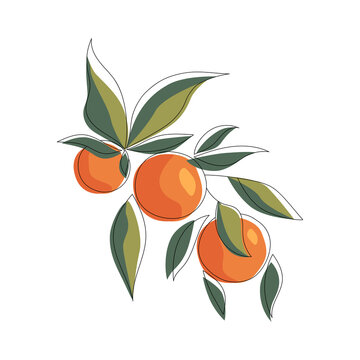 Orange fruit line art drawing style. Vector illustration. Summer food illustration.