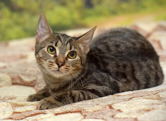 young brown tabby cat european shorthair - 495668400