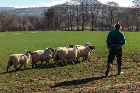 A farmer watches over his flock of woolly sheep, raised for mutton, gathering on a patch of grass in Wicklow, Republic of Ireland, during the spring.