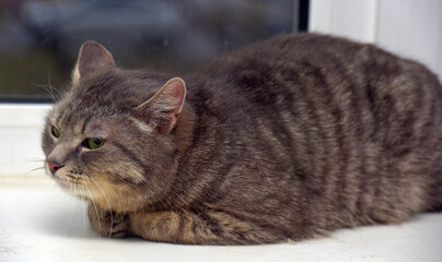 smoky tabby cat on the background of a window