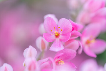 Naklejka na ściany i meble Close up pink flowers,Abstract spring nature background.