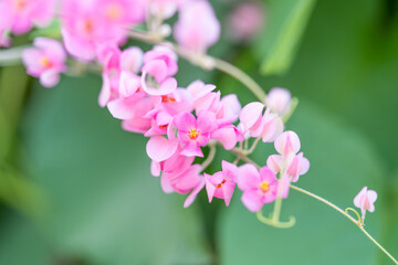 Close up pink flowers,Abstract spring nature background.