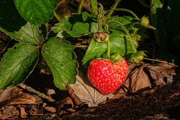 A bright red Strawberry ripens on the vine in our Garden in Windsor in Upstate NY.