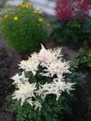 big beautiful white Astilbe Arendsii Rock And Roll shrub on the background of pink astilbe, Coreopsis, fescue glaucous, Lily, blooming heuchera, plants in white plastic pots and stone paths