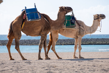 Camels at the beach