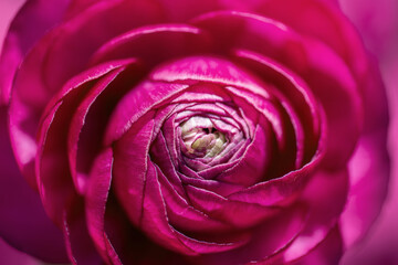 Top view of a of a vivid pink buttercup flower, spring background
