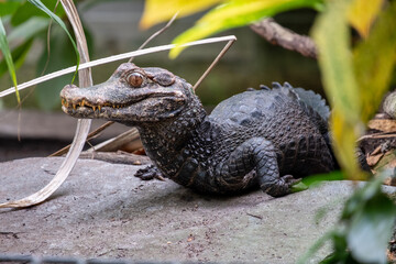 Leipzig Zoo Krokodil Echse