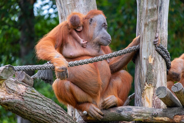 Leipzig Zoo: Orang Utan mother with baby