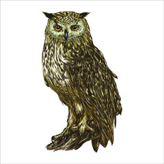 Great Horned Owl. Realistic bird isolated on white background. Vector illustration. Sketch hand drawing Vintage.