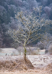 Einsamer Baum im Winter