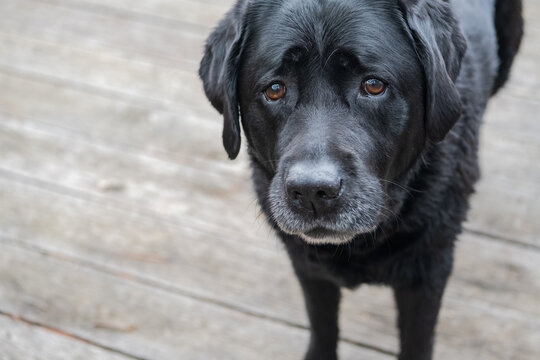 Photograph of a black lab looking intently back at the camera