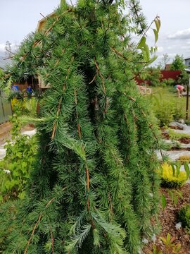 Beautiful coniferous Larix kaempferi Stiff Weeper .