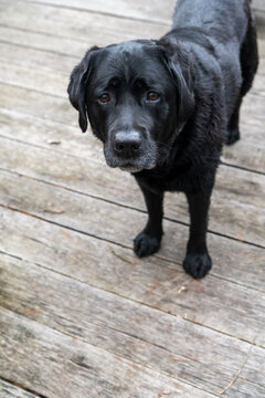 Photograph of a black lab looking intently back at the camera