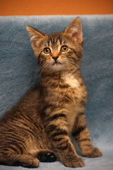 Fototapeta premium little cute striped brown playful kitten