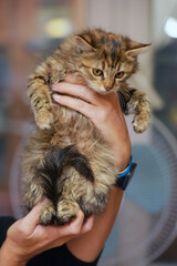 fluffy brown siberian kitten in hands