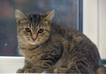 tabby kitten on a light background