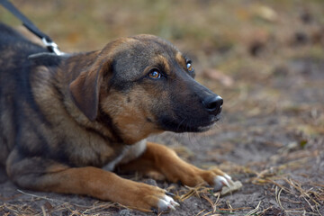 scared little brown mongrel puppy at animal shelter