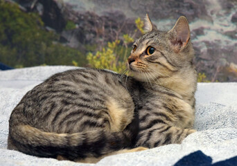 gray with stripes cat lies on the couch