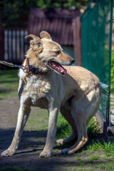 beige mongrel dog on a leash against a background of greenery in summer