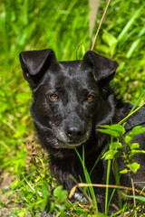 black dog mongrel on a leash in summer