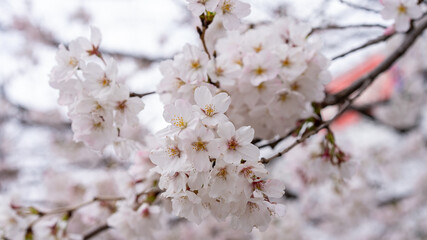 桜（ソメイヨシノ）