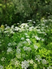 An umbrella honey plant. White blooming Aegopodium podagraria or Snyt inflorescences. Floral Desktop wallpaper
