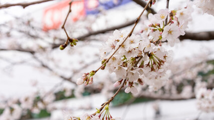 桜（ソメイヨシノ）