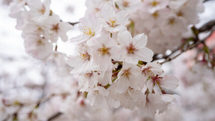 桜（ソメイヨシノ）